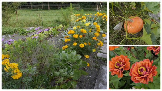 Jardiner sans se planter – Initiation au jardinage biologique et à la permaculture – saison 2018