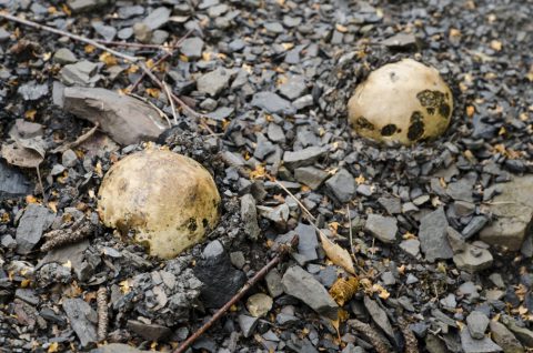 Biodiversité : les trésors d’un terril