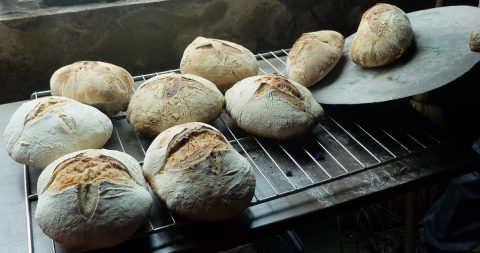 Atelier de pains, pizzas et focaccia