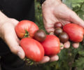 Jean-Pierre et ses tomates