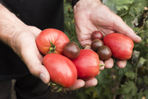 Jean-Pierre et ses tomates