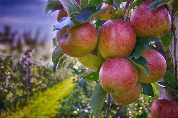 Greffe et taille des fruitiers : initiation aux techniques en arboriculture fruitière