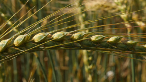 Projection du film « Farine, sel, eau et savoir-faire » à Havelange