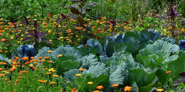 Visite d’un potager sur le thème “le jardin nourricier en permaculture”