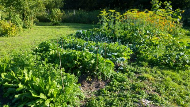 Jardinage et permaculture à Dour + terrain gratuit pour cultiver