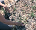 Expérimentation de plantation de souchet