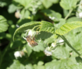 Les pollinisateurs, acteurs essentiels de nos jardins