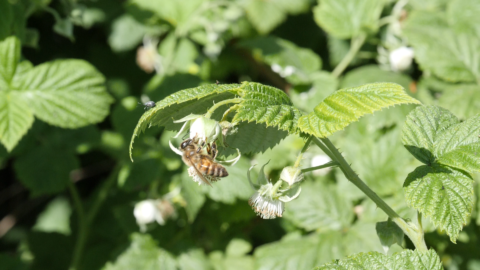 Les pollinisateurs, acteurs essentiels de nos jardins