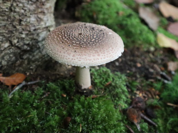 À la découverte des champignons de nos forêts (10.00-12.00)